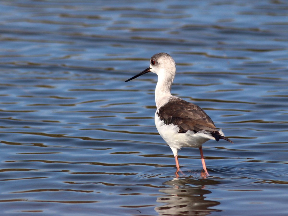 BIRDWATCHING LISBON - All You Need to Know BEFORE You Go