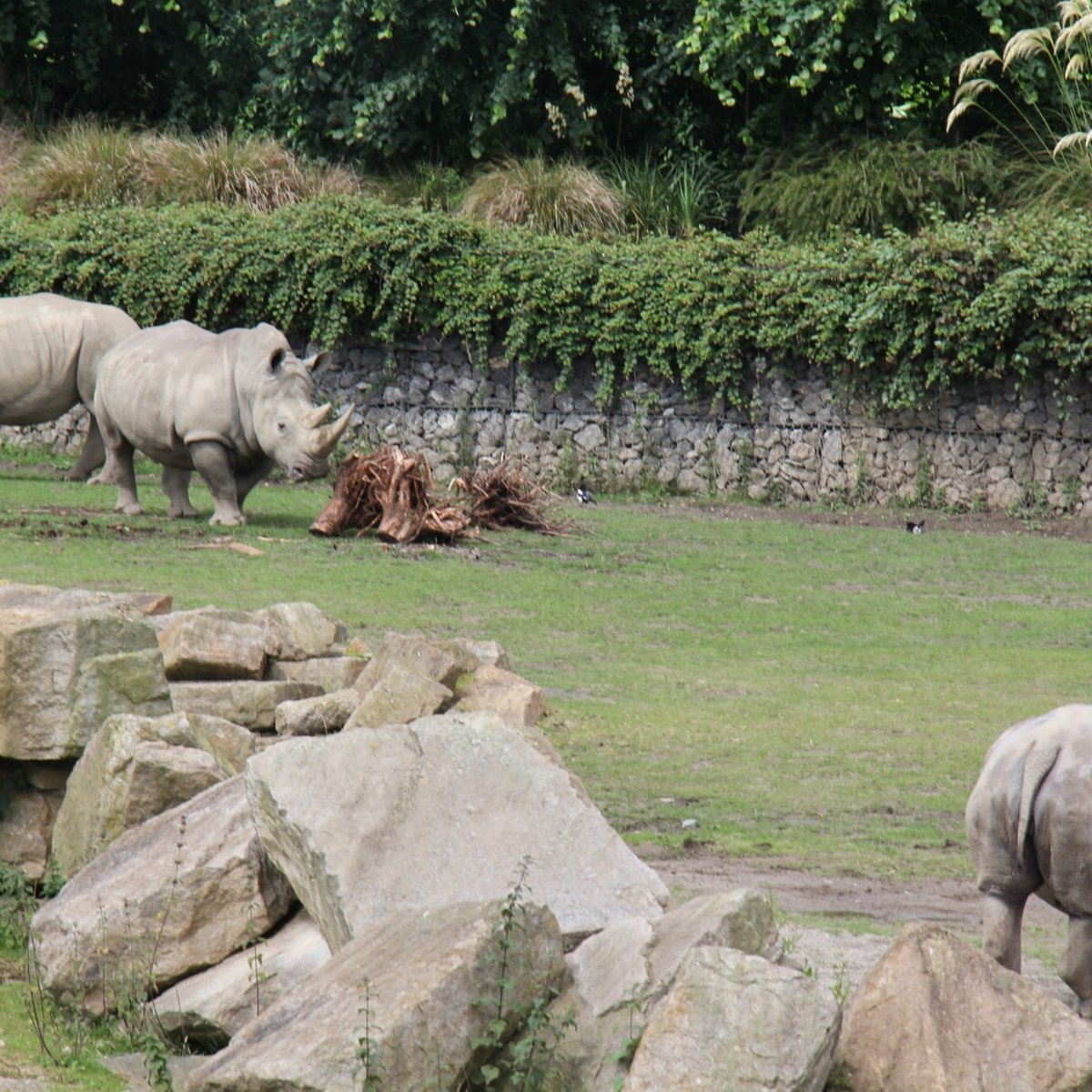 animaux du zoo de Dublin