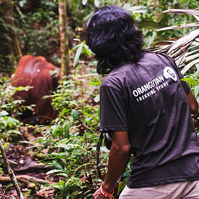 orangutan trekking tours reviews