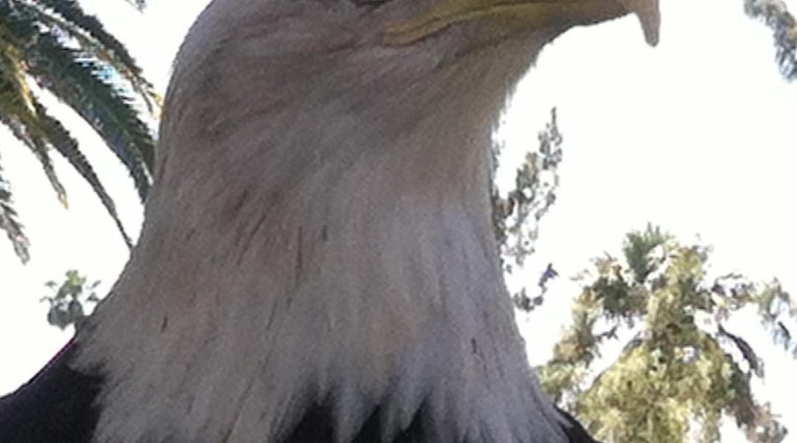 Bald eagle