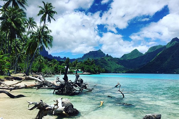 Happy Samoan family - Picture of Dave Parker Eco Lodge, Upolu - Tripadvisor