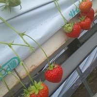 匠のイチゴ