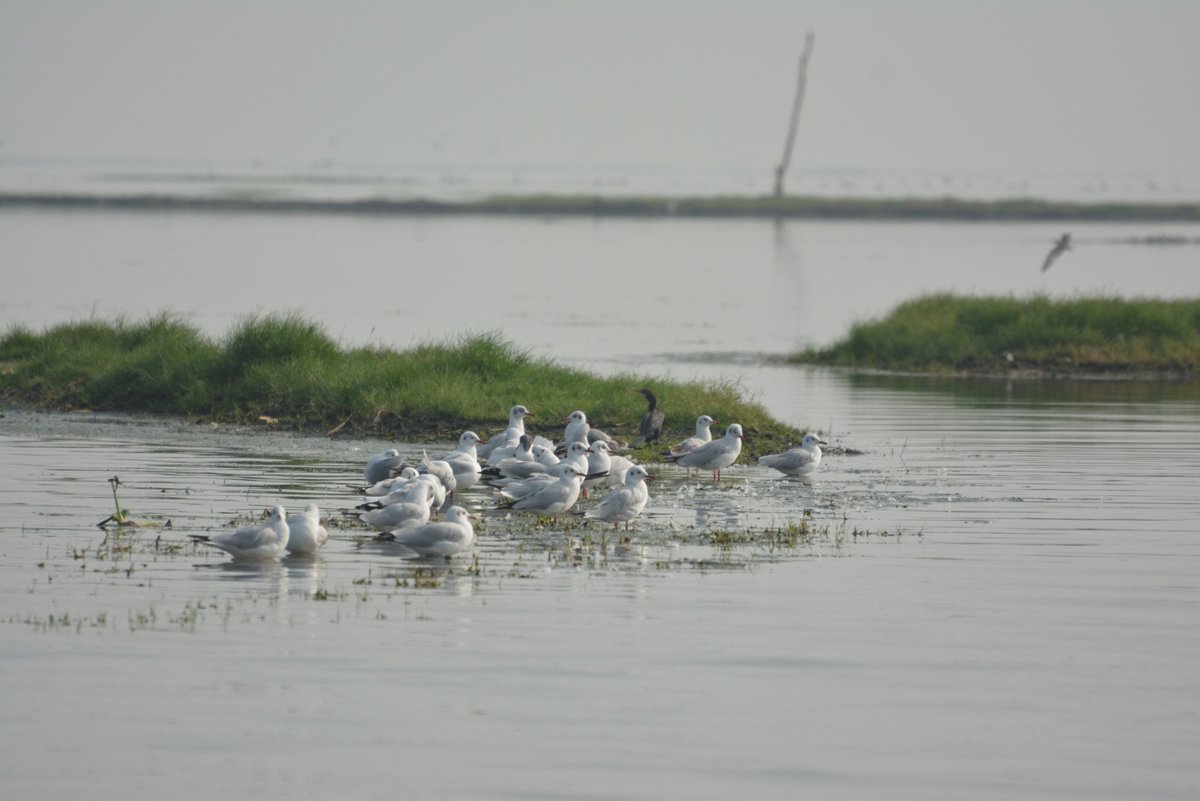 NALABANA BIRD SANCTUARY (Puri) - All You Need to Know BEFORE You Go