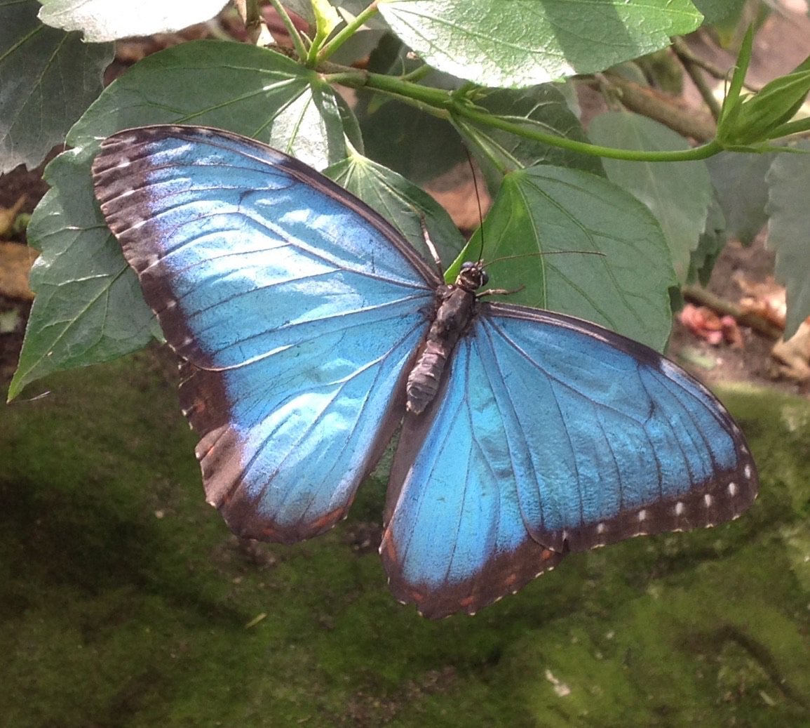 STRATFORD BUTTERFLY FARM (StratforduponAvon) All You Need to Know