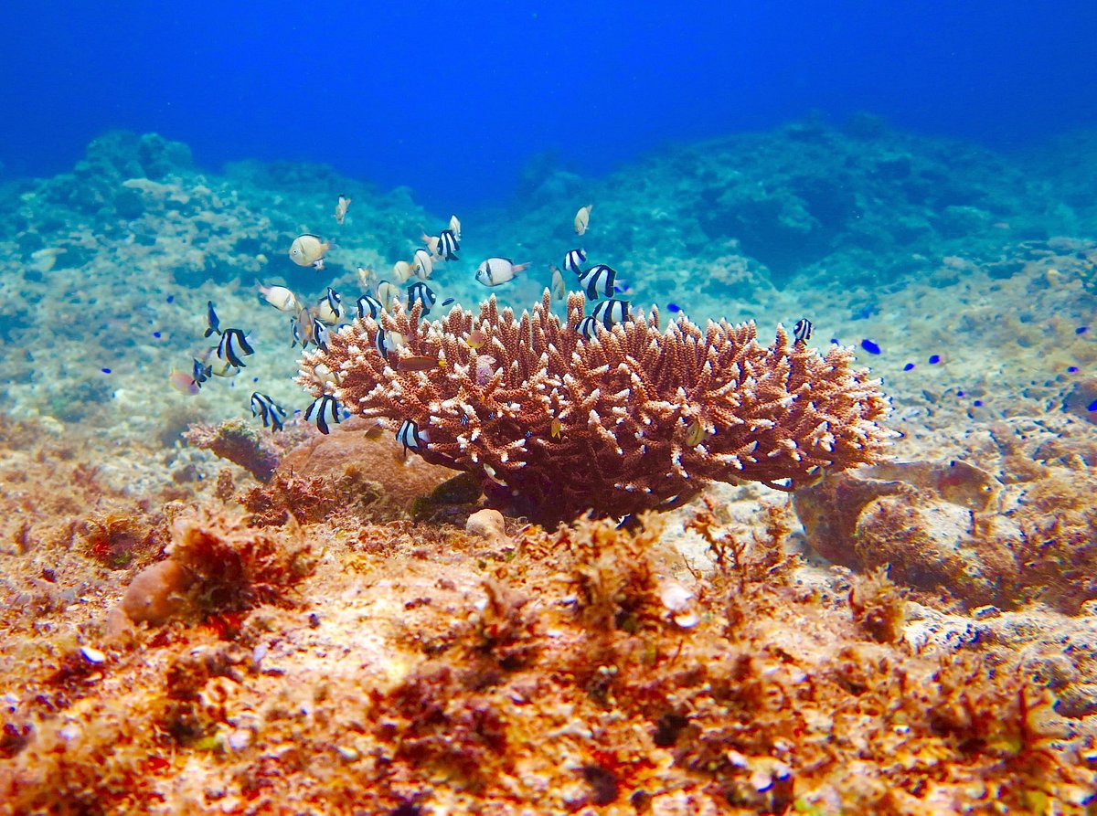 Apo Diver (Siquijor) - All You Need to Know BEFORE You Go