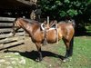 Heino M