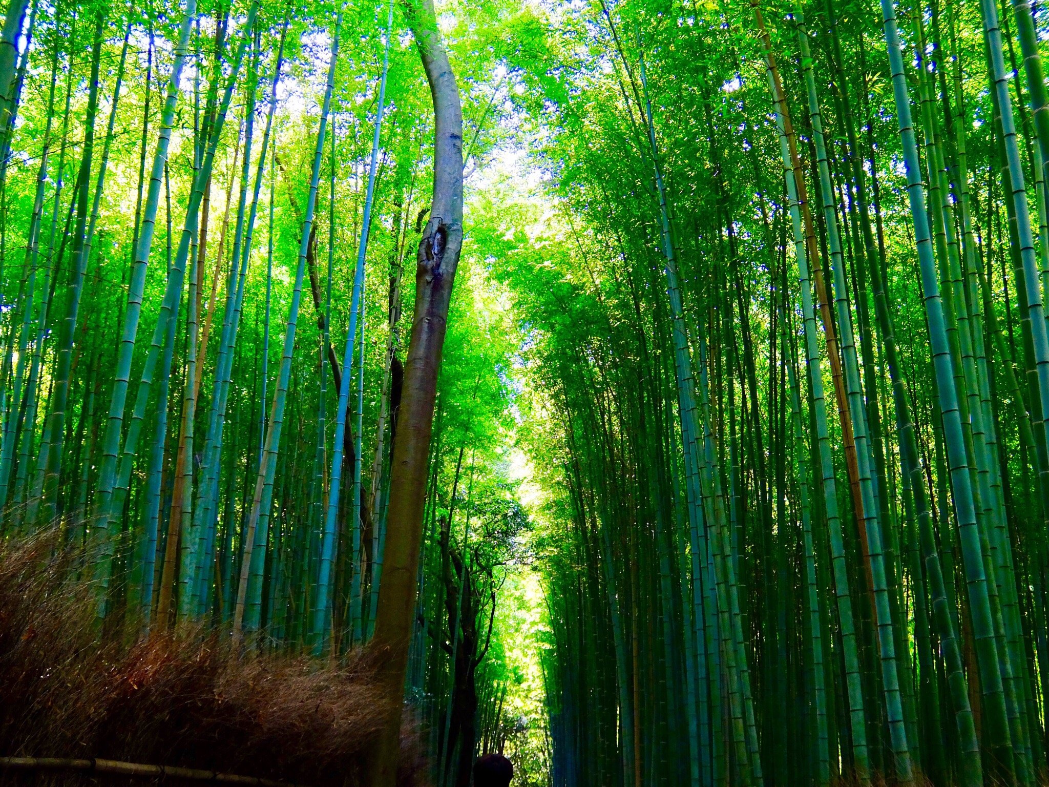 Bamboo Forest Street (Kyoto) - All You Need to Know BEFORE You Go