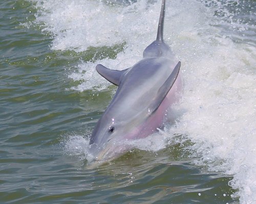 THE 10 BEST Fort Myers Beach Whale Watching & Dolphin Tours