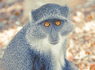 Lots of monkey species at the zoo.