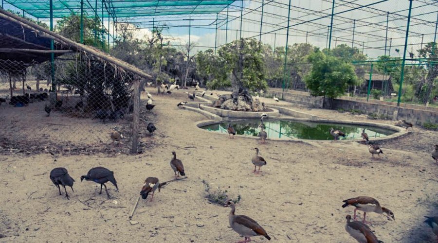 Attractions at the zoo: The wild birds aviary.