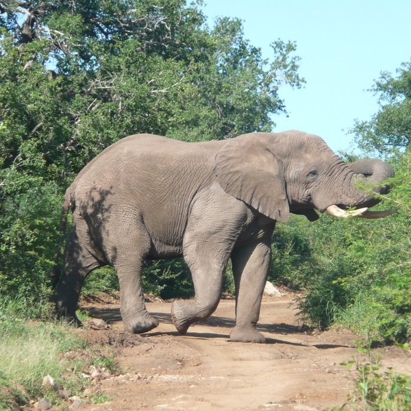 NKANDLA FOREST RESERVE (KwaZulu-Natal): Tutto quello che c'è da sapere