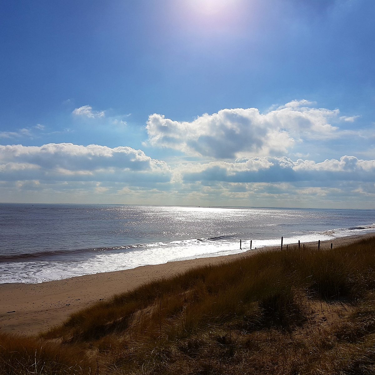 are dogs allowed at spurn point