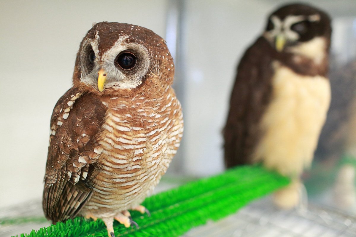 Owl Cafe Osaka - It's a hoot!