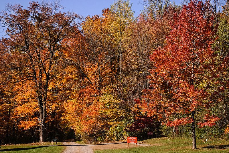 Hayes Arboretum image