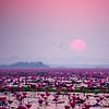 HongTH