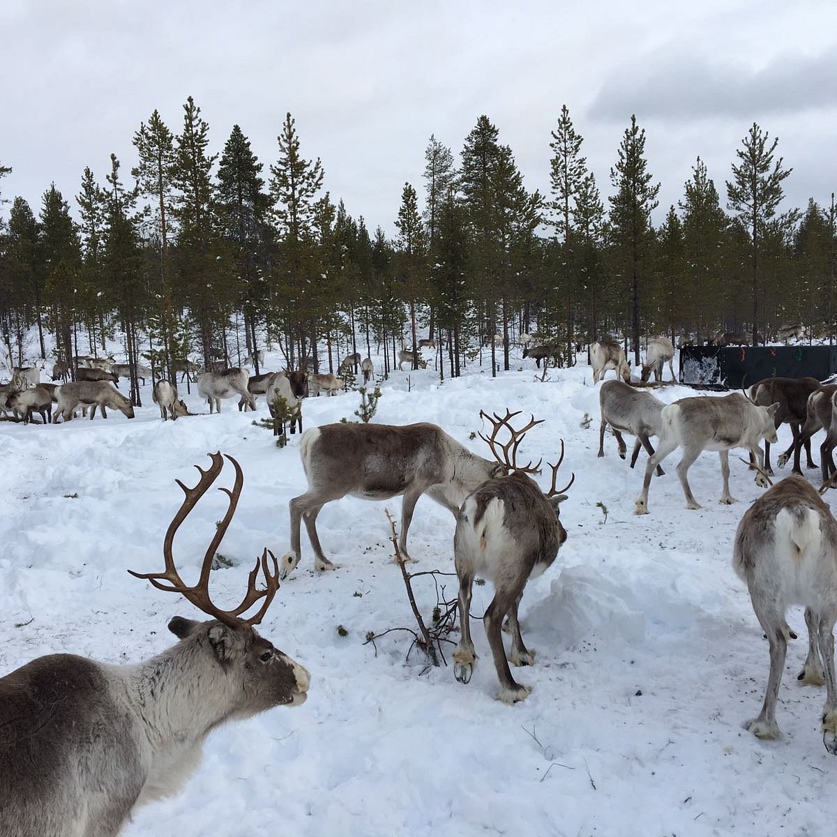 Reindeer Farm Petri Mattus, Инари: лучшие советы перед посещением -  Tripadvisor