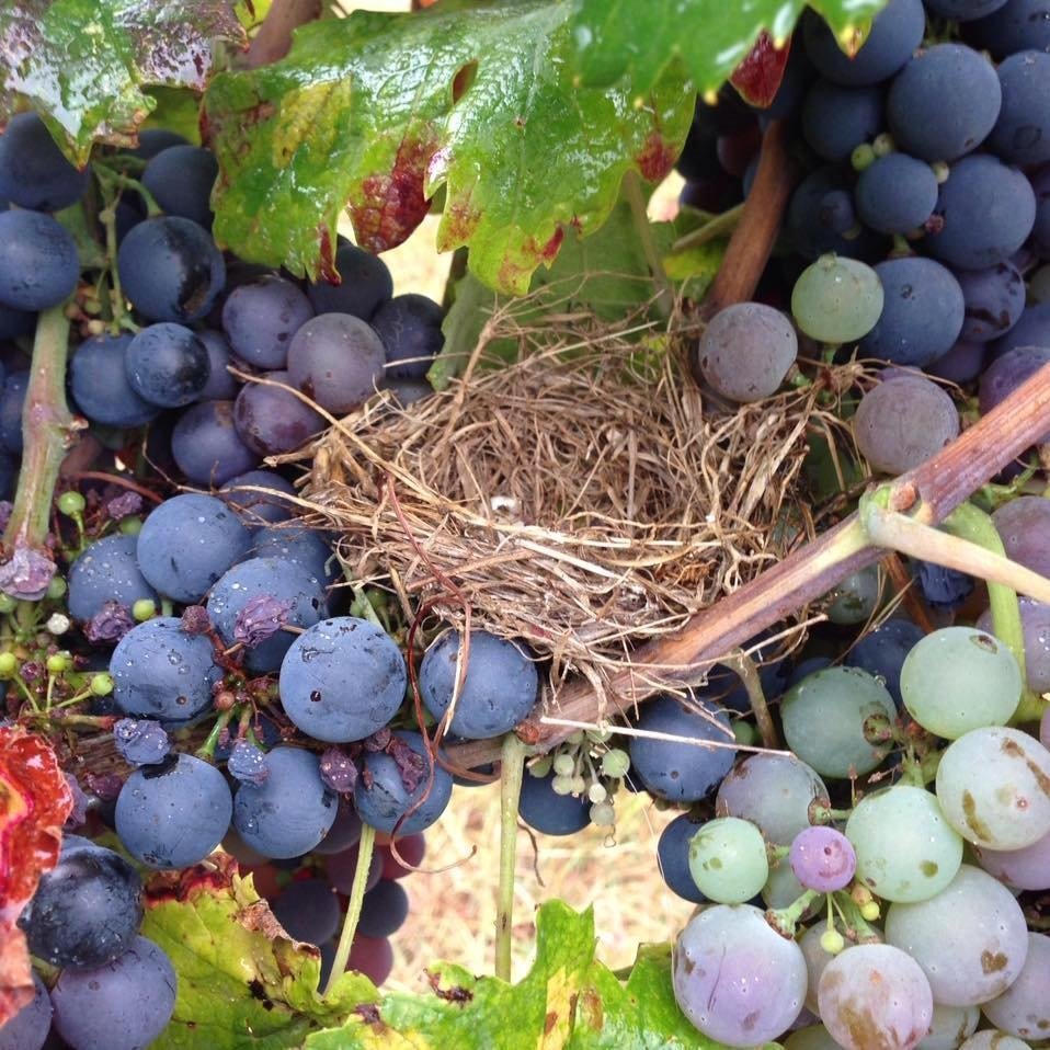 PRIMITIVO BIO VALDOR74