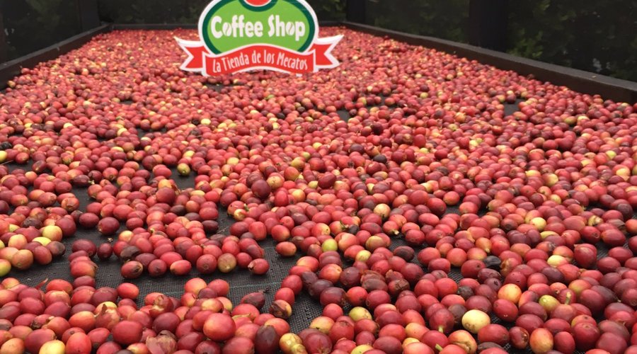 Colocamos nuestro el café a secar en proceso de beneficio natural dejando la cascara 