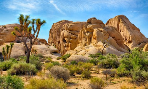 Joshua Tree