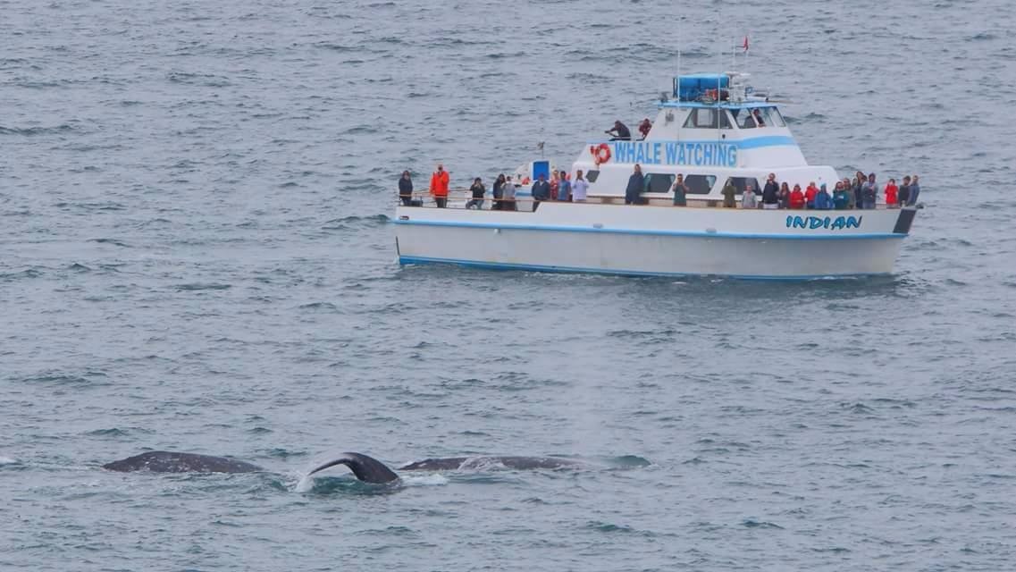 Redondo Beach Whale Watch - All You Need to Know BEFORE You Go (2024)