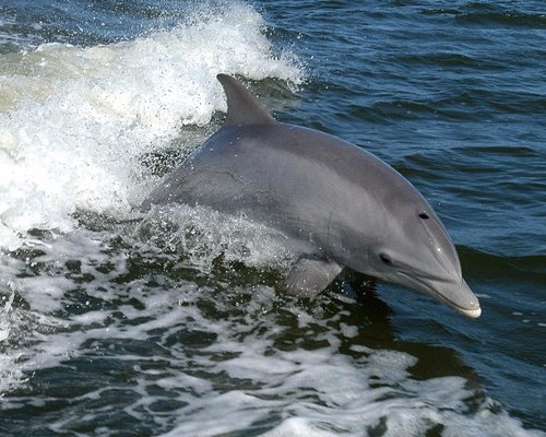 THE 10 BEST Anna Maria Island Dolphin & Whale Watching Tours