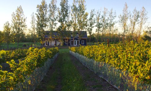 Late summer view of Broken Stone Winery from the vineyard