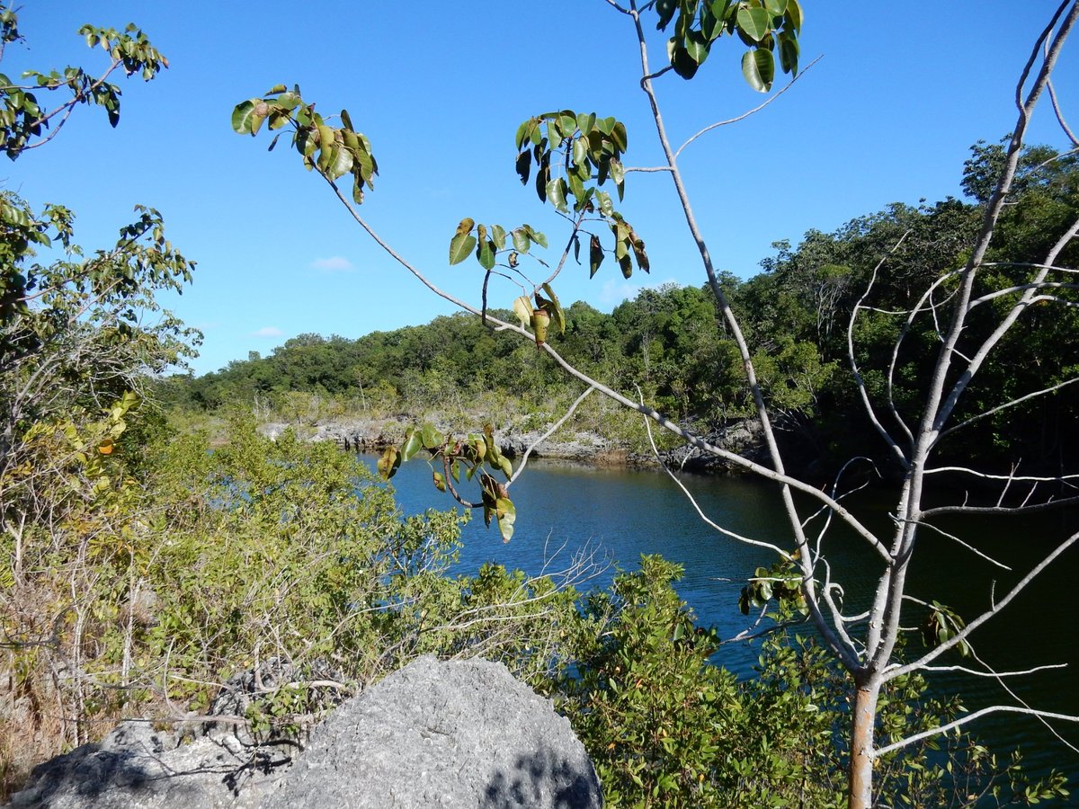 Escape to Paradise: A Journey Through Dagny Johnson Key Largo Hammock Botanical State Park