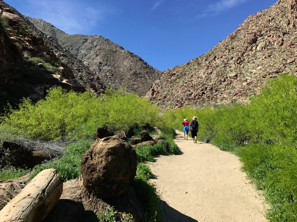 Borrego Palm Canyon