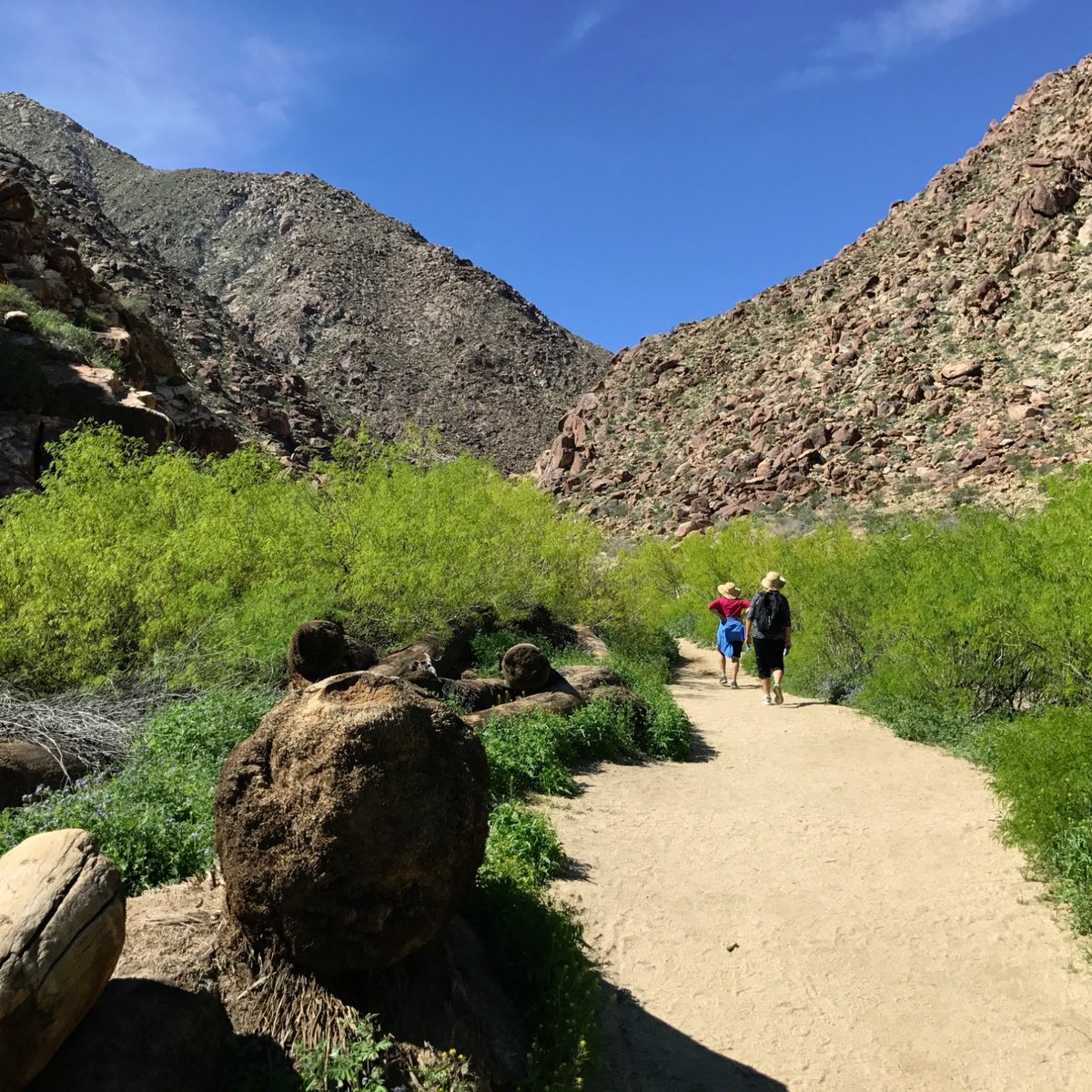 Borrego Palm Canyon