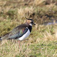 Lapwing