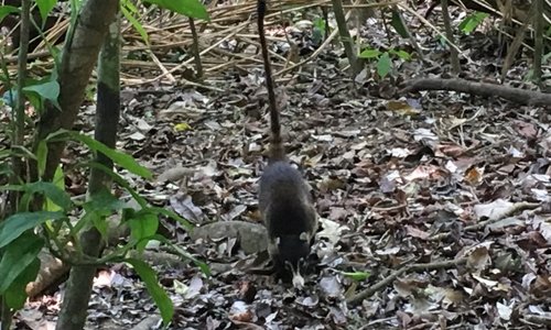 21年 コルコバード 国立公園で絶対外さないおすすめ観光スポットトップ5 定番から穴場まで トリップアドバイザー