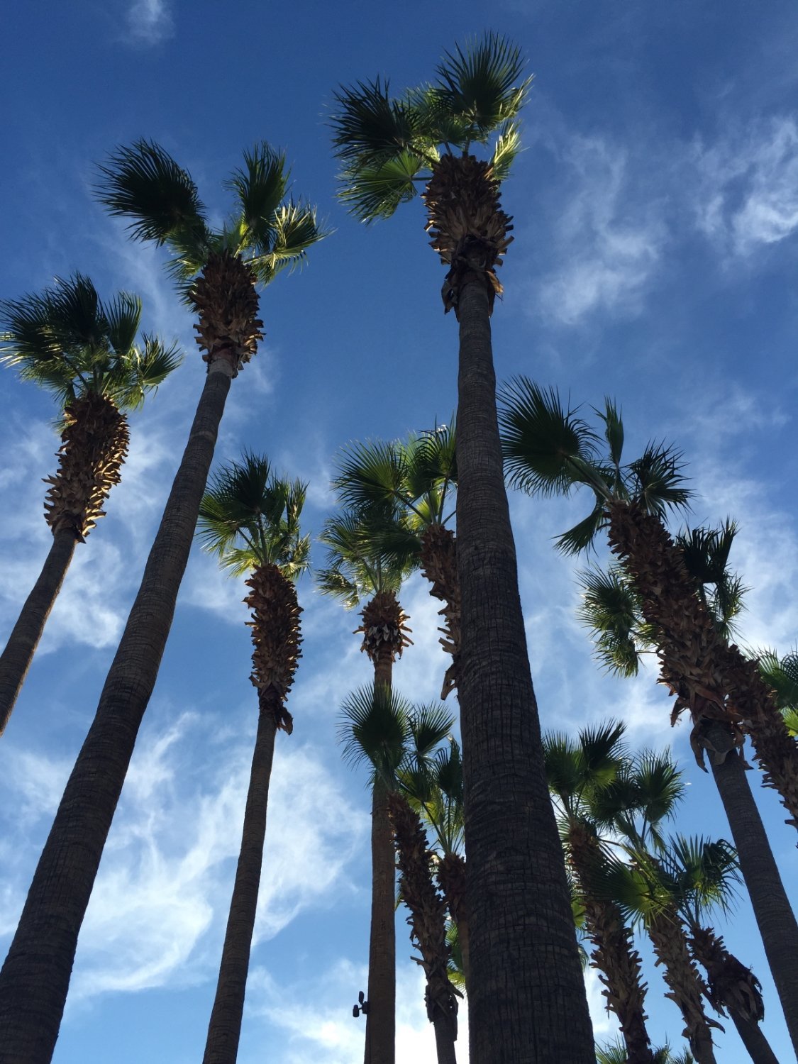 TEMPE MISSION PALMS $142 ($̶2̶2̶9̶) - Updated 2022 Prices & Hotel ...