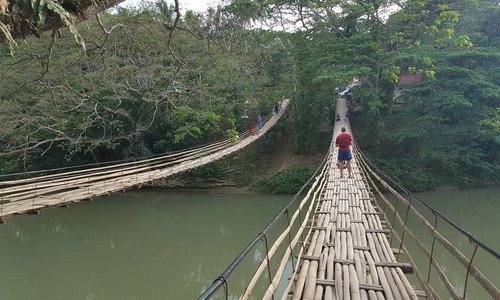 Bamboo bridge