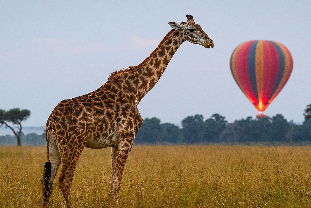 governors balloon safaris