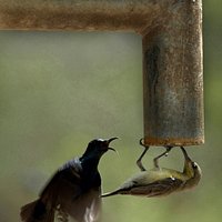 WAT-E-(R) DESIRE: Two thirsty birds try to quench their thirst at a handpump in Lucknow. Photo: