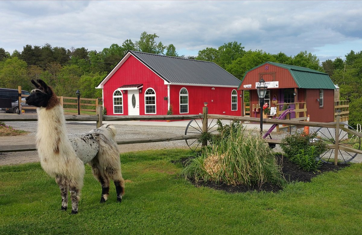 Infinity Acres Petting Ranch, Ridgeway: лучшие советы перед посещением -  Tripadvisor