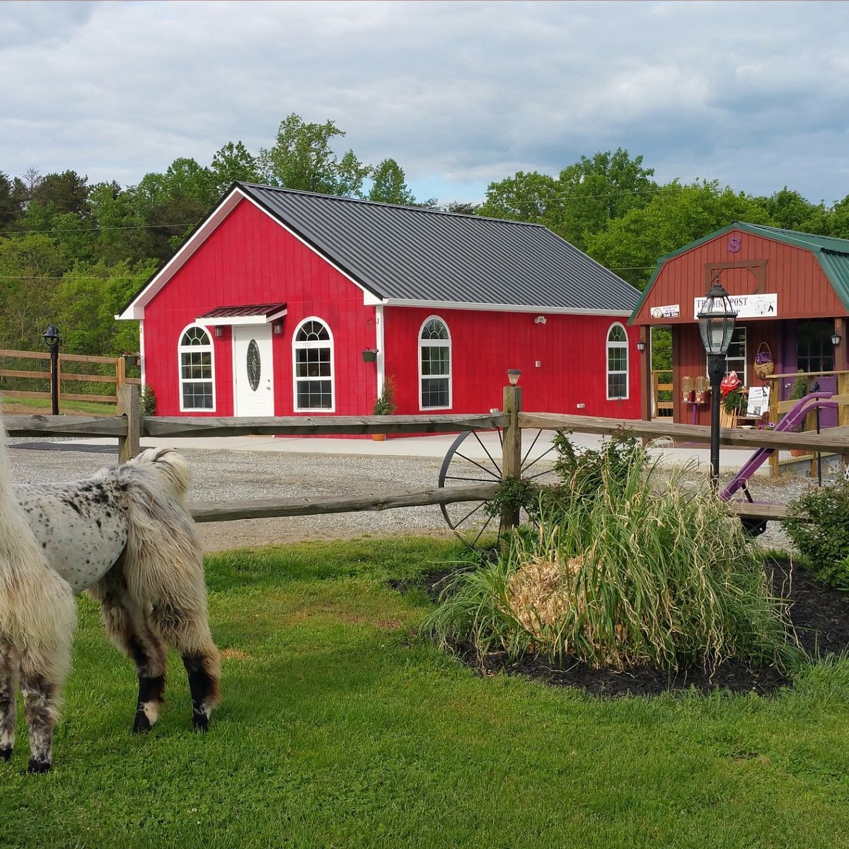 Infinity Acres Petting Ranch, Ridgeway: лучшие советы перед посещением -  Tripadvisor