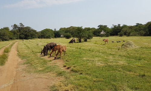 Antilopes