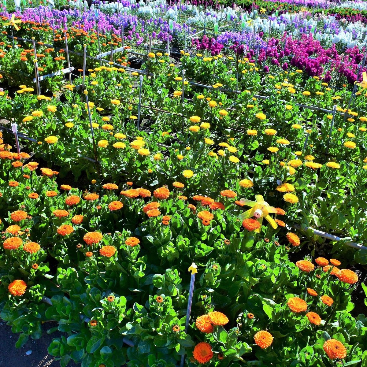 22年 千倉町の花畑 行く前に 見どころをチェック トリップアドバイザー