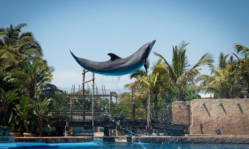 Dolphin Show