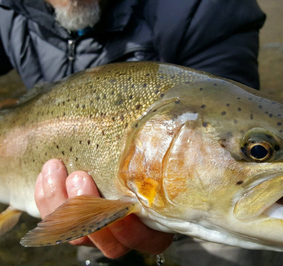 Learn to Fish, Lessons & Classes, Bryson City Fly Fishing