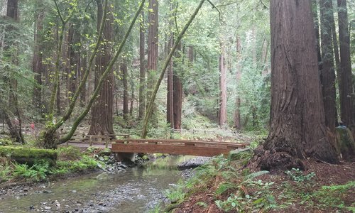 Muir Woods National Monument