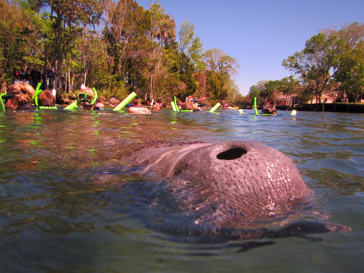 manatee tours melbourne fl