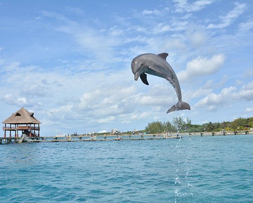 10 MEJORES Nado con delfines en Cozumel (Actualizado 2023)