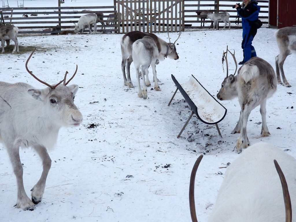 Ounaskievari Reindeer Farm, Kongas: лучшие советы перед посещением -  Tripadvisor