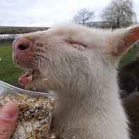 Come and feed our wallabies
