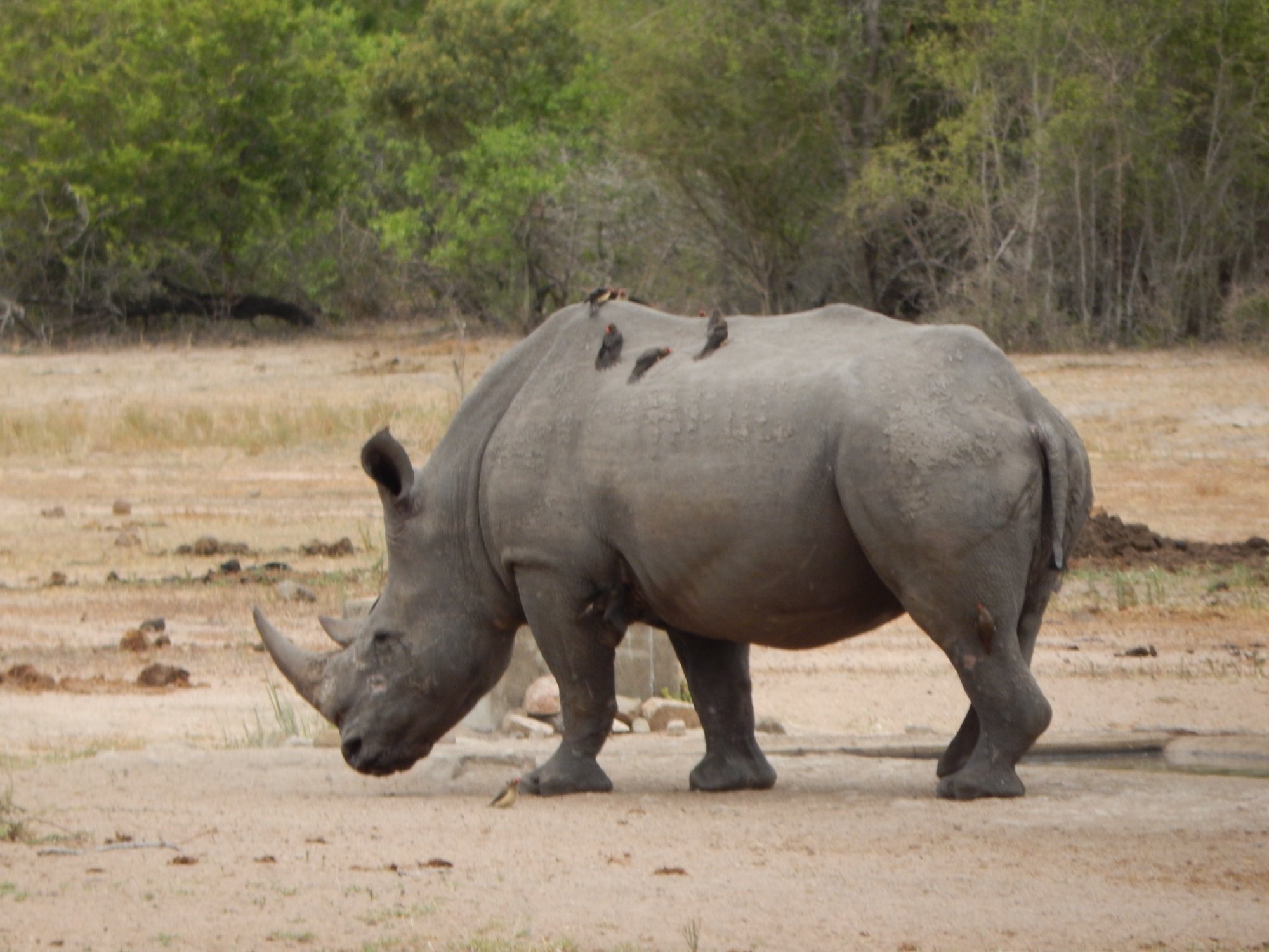 KRUGER PARK TOURS - KRUGER GAME DRIVE (Hazyview): Ce Qu'il Faut Savoir