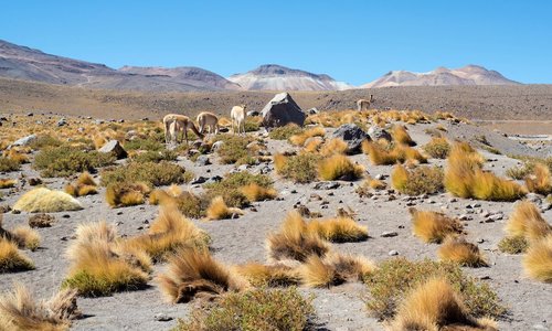 Desierto de Atacama
