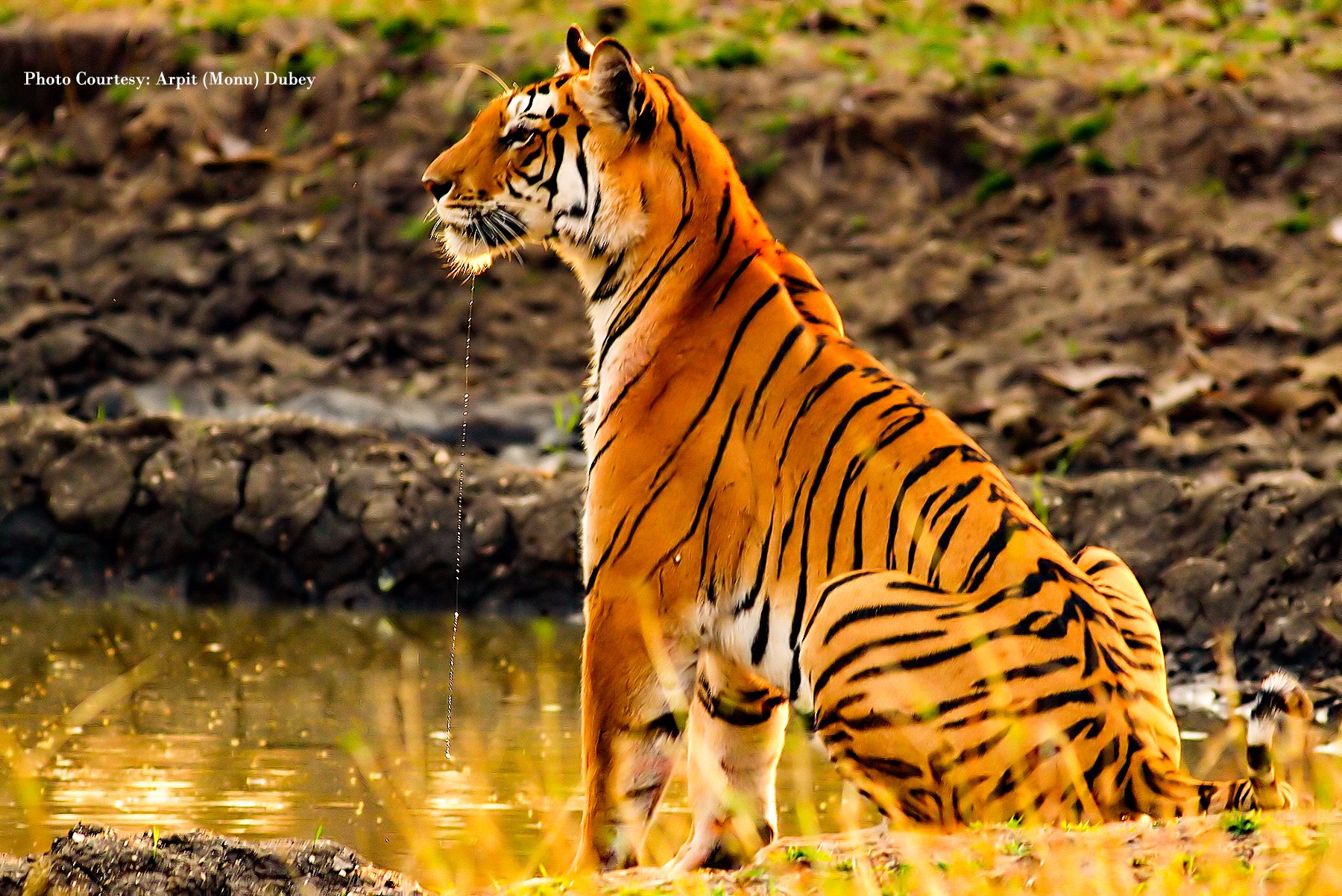 Pench Tiger Reserve - All You Need to Know BEFORE You Go (with Photos)