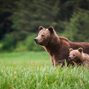 Grizzly sow and cub photo courtesy of Shea Wyatt